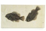 Plate of Two Fossil Fish (Cockerellites) - Wyoming #251862-1